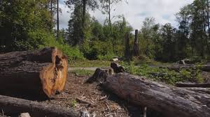 Best Firewood Processing and Delivery  in Marina Del Rey, CA